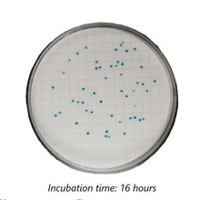 Load image into Gallery viewer, Colichrome® MF Coliform - 1 Bottle