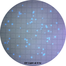 Load image into Gallery viewer, KwikCount® MF EC - 1 Bottle