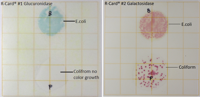 E.coli/Coliform Verification Kit (20 KITS - SAVE $5)