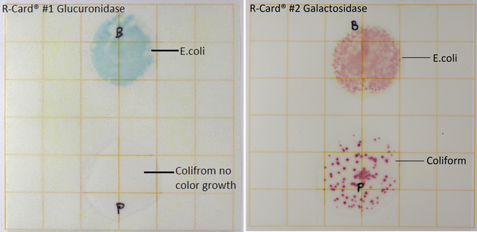 E.coli/Coliform Verification Kit