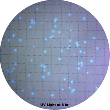 Load image into Gallery viewer, KwikCount® MF EC - 1 Bottle
